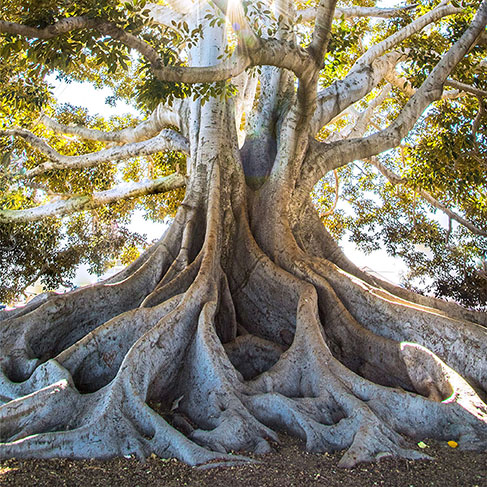 
La lumière du soleil passant à travers l'arbre à feuilles vertes avec de grandes racines