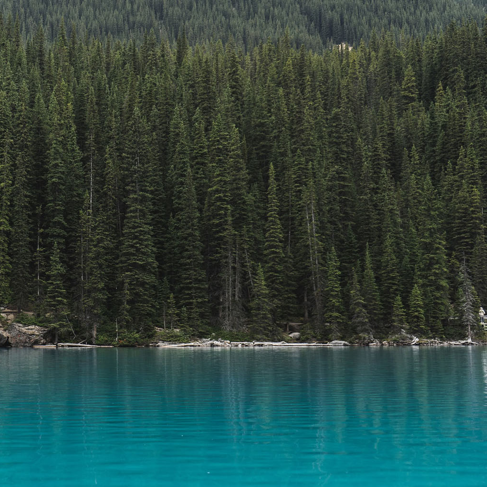 Plan d'eau bleu près d'une forêt verte dense pendant la journée